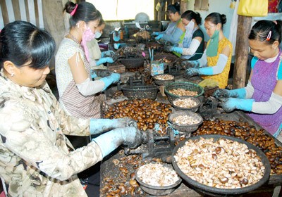 Cashew nut processing machines help reduce manpower by 80 percent (Photo: SGGP)